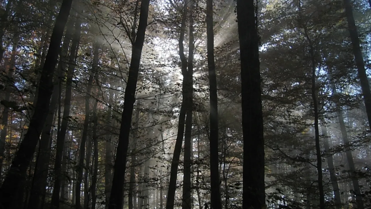 Licht - trotzdem (Foto: Werner Näf) Licht - trotzdem (Foto: Werner Näf)