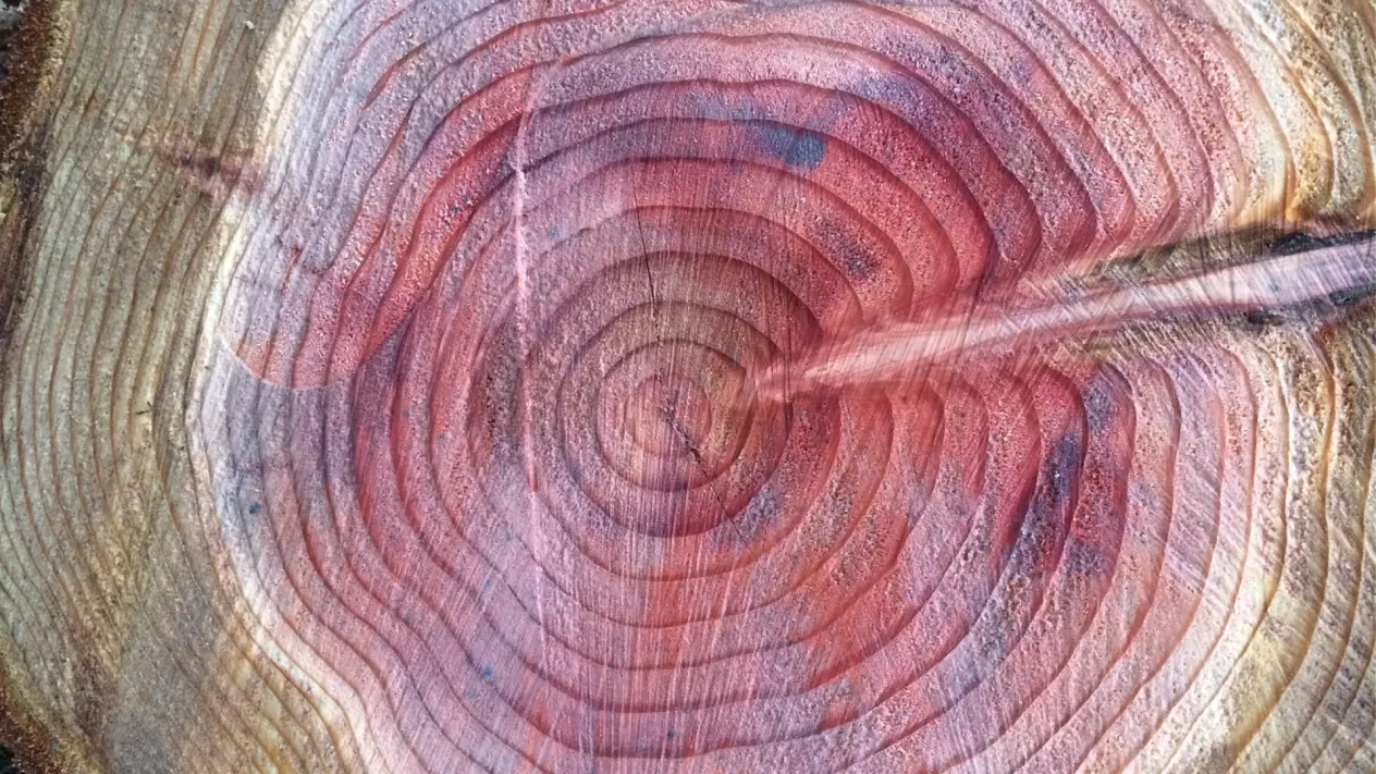 Einschnitt Baumringe IMG_2361 (Foto: Daniel Engler) Einschnitt Baumringe IMG_2361 (Foto: Daniel Engler)